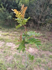 Cupania