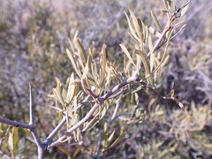 Dodonaea viscosa