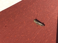 Melanoplini