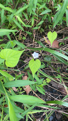 Ipomoea lacunosa