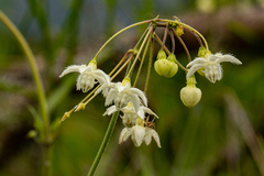 Pergularia daemia daemia