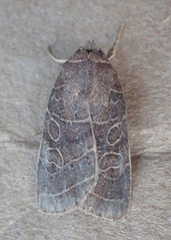 Orthodes majuscula