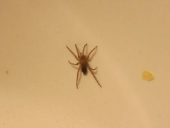 Scotophaeus blackwalli