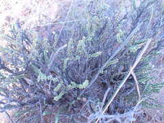 Eriocephalus ericoides