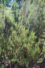 Erica arborea