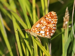 Boloria selene