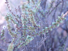Eriocephalus ericoides