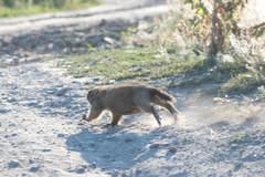 Marmota bobak
