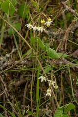 Pergularia daemia daemia