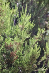 Erica arborea