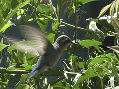 Chlorostilbon lucidus