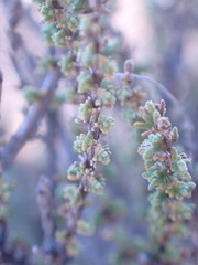 Eriocephalus ericoides
