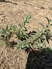 Trichostema lanceolatum