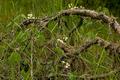 Pergularia daemia daemia