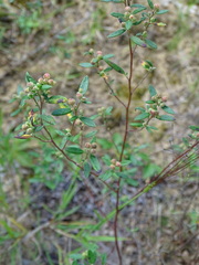 Crocanthemum bicknellii