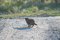 Marmota bobak