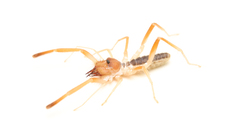 Eremobates suspectus