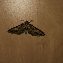 Pelurga comitata