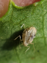 Corythucha marmorata