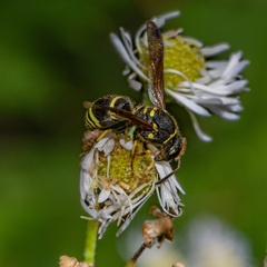 Ancistrocerus adiabatus