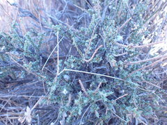 Eriocephalus ericoides