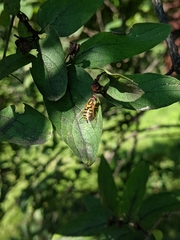 Syrphidae