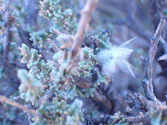 Eriocephalus ericoides