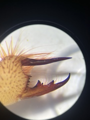 Eremobates suspectus