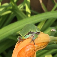 Hyla versicolor