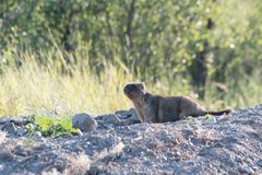 Marmota bobak