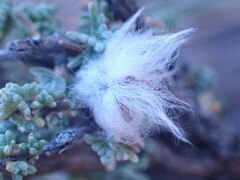 Eriocephalus ericoides
