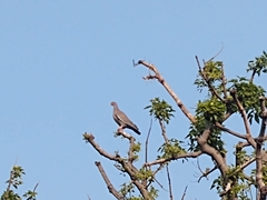 Patagioenas picazuro