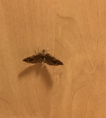 Pelurga comitata