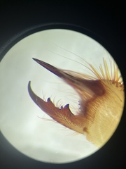 Eremobates suspectus