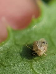 Corythucha marmorata