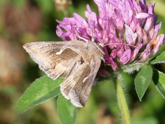Anagrapha falcifera