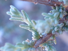 Eriocephalus ericoides