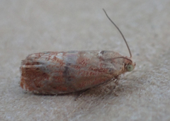 Cydia latiferreana