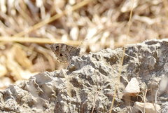 Hipparchia statilinus