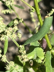 Atriplex patula