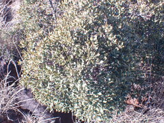 Euclea crispa ovata