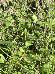 Atriplex patula