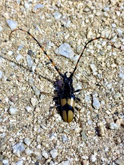 Dendrobias mandibularis