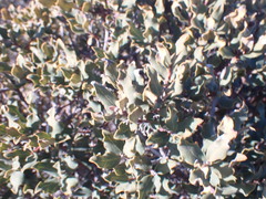 Euclea crispa ovata