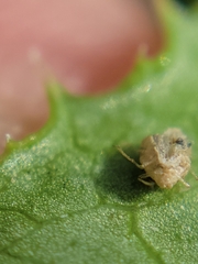 Corythucha marmorata