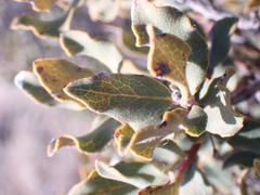Euclea crispa ovata