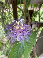 Passiflora incarnata