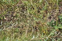 Carlina vulgaris