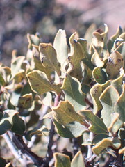 Euclea crispa ovata