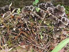 Peltigera